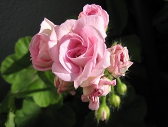 millifiled rose