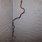 Corn Snake