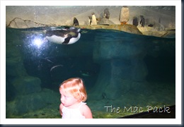 Savannah with the penguins
