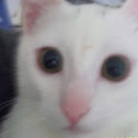 Russian Cat