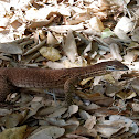 Goanna