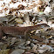 Goanna