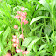 Coral Bells
