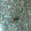 Robber Fly