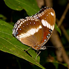 Varied Eggfly