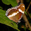 Varied Eggfly