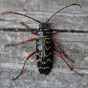 Locust Borer
