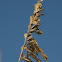 Sea Oats