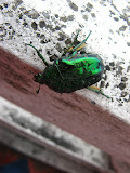 IMG_4321.JPG