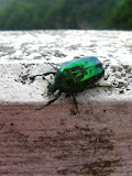 IMG_4323.JPG