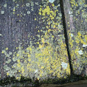 Lichen