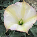 Devil's Trumpet
