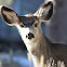 Mule Deer
