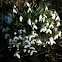 Snowdrop