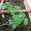 Sweet 100 tomato