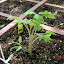 Mr. Stripey tomato