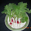 French Breakfast Radish