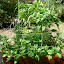 New Zealand Spinach