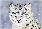 Snow Leopard