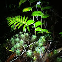 A fern, an orchid and something else
