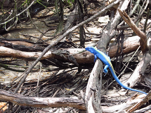 Iguana Azul Iguana Azul