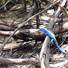Iguana Azul