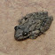 unknown frog