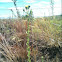 Saw leaf daisy
