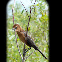Boat-tailed grackle