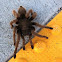 Tarantula