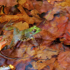 Green Frog