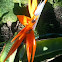 Strelitzia