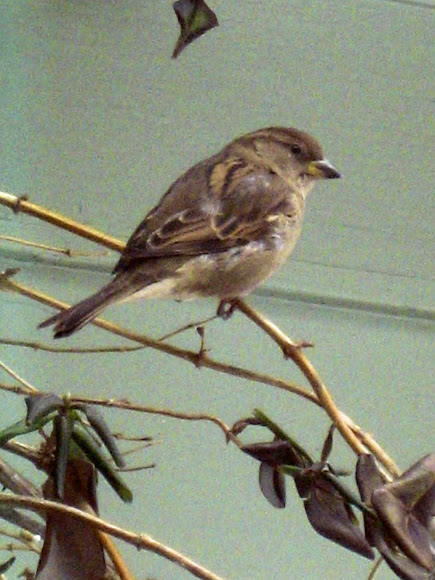 Spotting Image 1