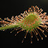 Sundew