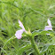 Roscoe's White Lily