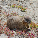 Yellow-Bellied Marmot