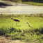 Sandhill Crane