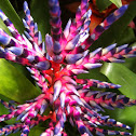 Bromeliad