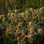 Field eryngo