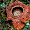 Rafflesia