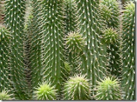 hoodia_gordonii, weight loss herb, african herb, weight loss treatment