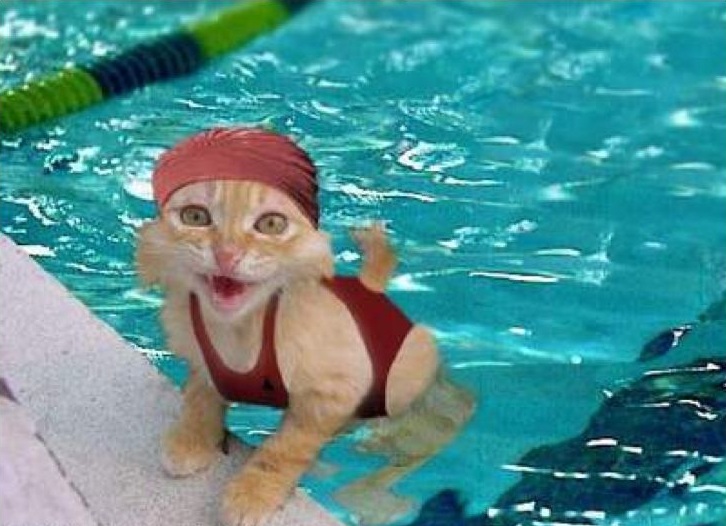 The image “http://lh4.ggpht.com/stephen.fleming.name/SOqP67Pq6-I/AAAAAAAAAGI/NdIeOl4uMbA/swimming_cat.jpg?imgmax=800” cannot be displayed, because it contains errors.