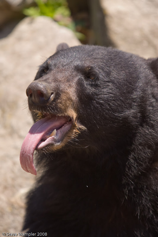 IMAGE: http://lh4.ggpht.com/stephen.wampler/SDzL7b2utMI/AAAAAAAAXlg/k3AN3APdDrc/s800/IMG_3330.jpg