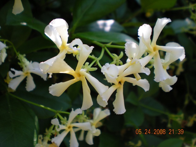 [summer flowers 2008 026[3].jpg]