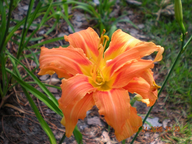 [summer flowers 2008 016[3].jpg]