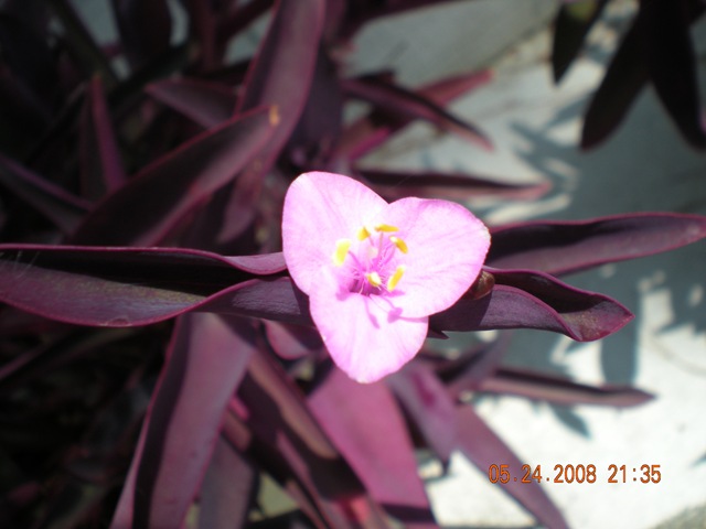 [summer flowers 2008 021[3].jpg]