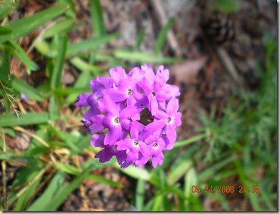 summer flowers 2008 025