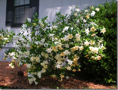 summer flowers 2008 034
