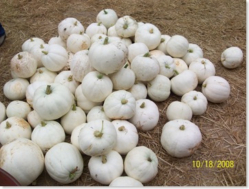 pumpkin patch 2008 009