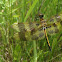 Halloween Pennant